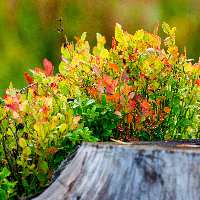 Kåre Bernhard Petersen