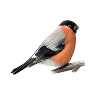 Anne Frida Snekkerhaugen