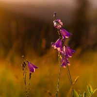 Laila Edith Gundersby